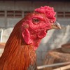 ซุ้มBTธ.ธีระวัฒน์🐓