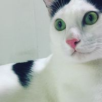แมวแสนซน