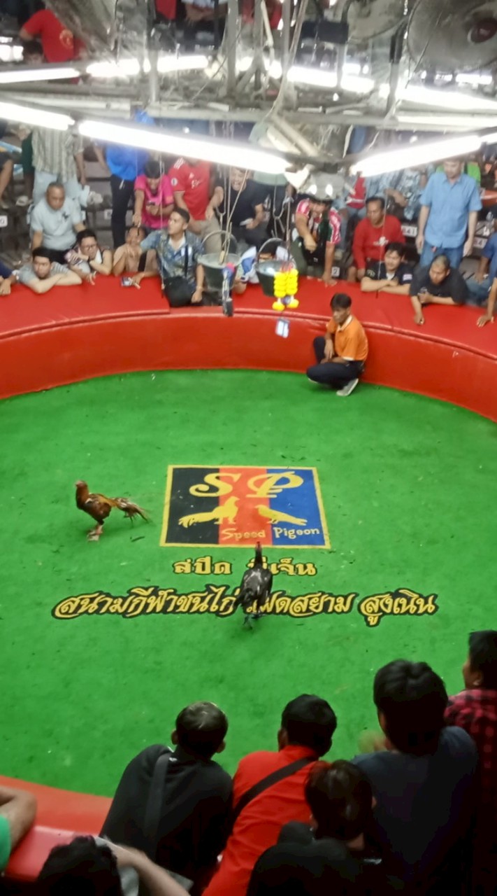 สนามชนไก่แฝนสยาม ช.สกุลพงษ์