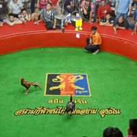 สนามชนไก่แฝนสยาม ช.สกุลพงษ์