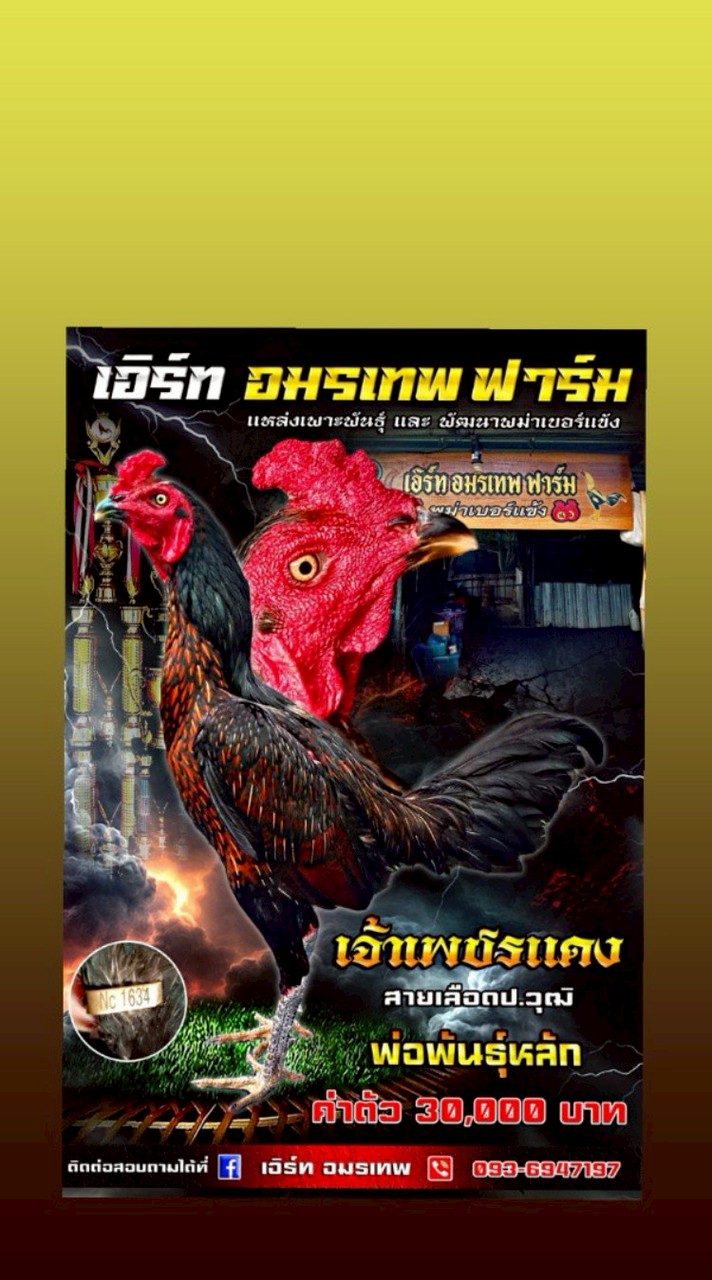 🐓( เอิร์ท อมรเทพ ฟาร์ม)🐓# สังกัด  โรงสีแข้งทอง บอยโพราม