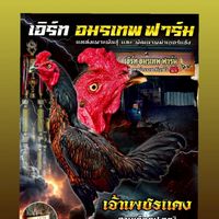 🐓( เอิร์ท อมรเทพ ฟาร์ม)🐓# สังกัด  โรงสีแข้งทอง บอยโพราม