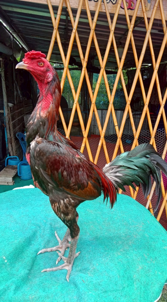 (ซุ้ม เอิร์ท อมรเทพ ฟาร์ม)🐓# พม่าเบอร์แข้ง