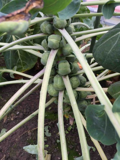 旬菜 焼肉 花美 田上 焼肉 By Line Place