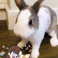 家裏的小毛孩照片分享群