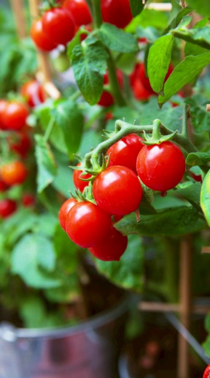 บ้านพิมมี่ ทราเวล🇼🇸台灣