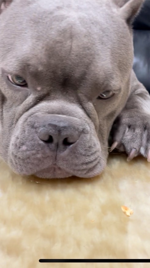 惡霸犬萌主交流社群