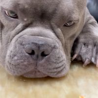 惡霸犬萌主交流社群