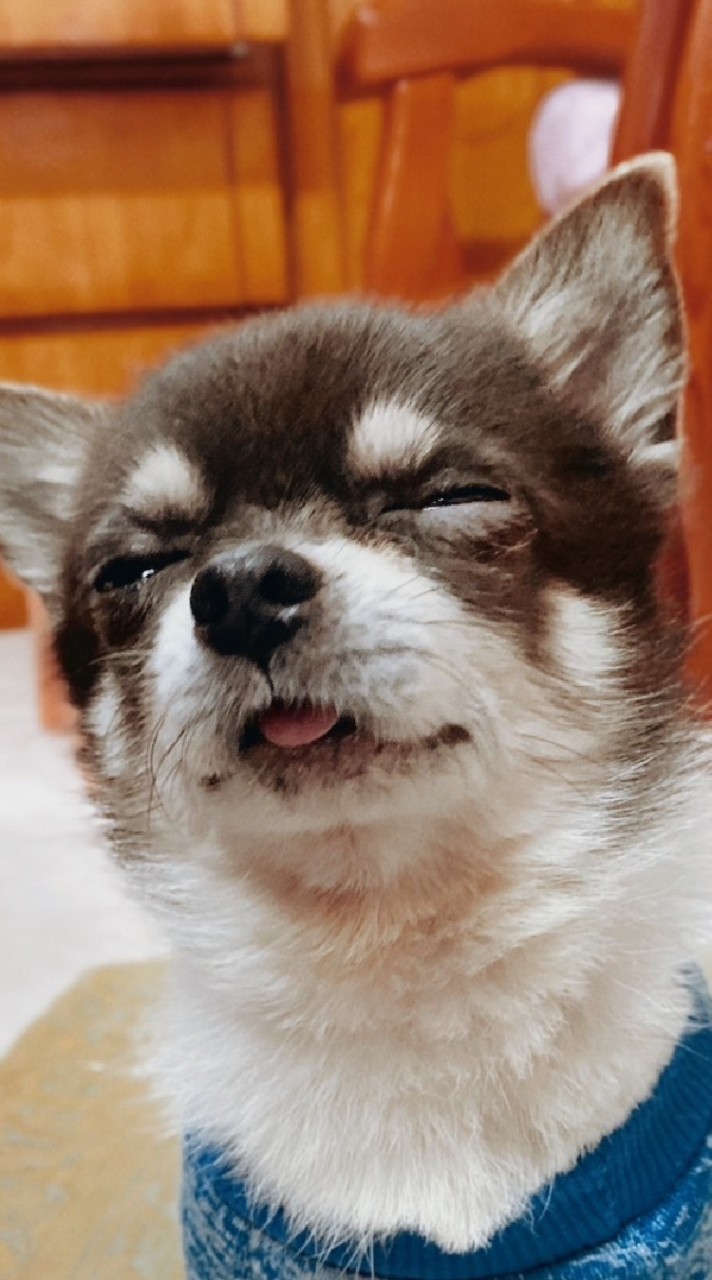 小A🐱貓狗寵物聊天/分享群