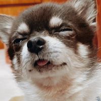 小A🐱貓狗寵物聊天/分享群