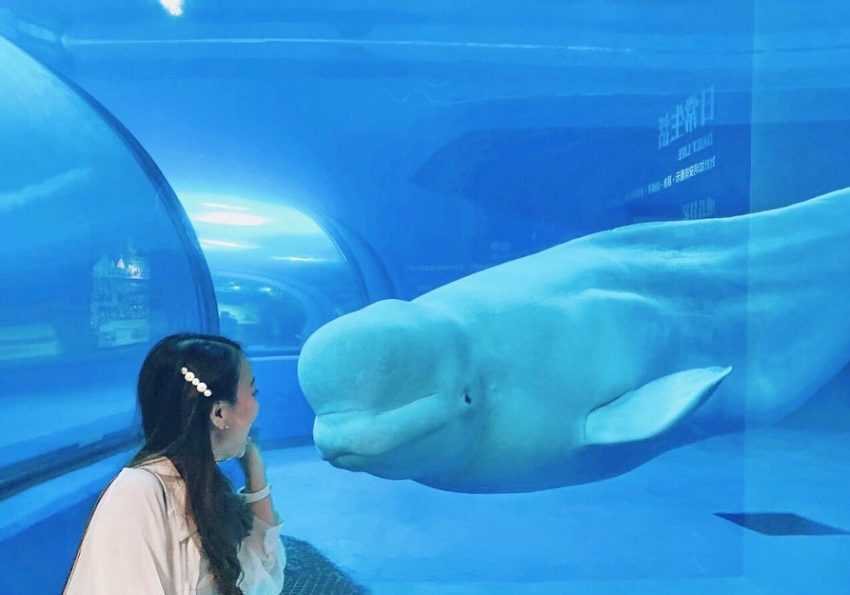 台灣水族館、海洋館、海生館《屏東》國立海洋生物博物館水族館, 桃園市中壢區春德路xpark, 北部水族館, 台灣水族館, 桃園青埔水族館, 台中三井水族館, 桃園水族館表演時間, 桃園水族館地址, 台中xpark, 台灣最大水族館, 魚田水族館, 藍海水族館, 熱帶魚水族館, 陽光空氣水族館, 全台水族館, 中部水族館, 南部水族館, 東部水族館, 快樂水族館, 桃園xpark一日遊, 雷迪森酒店水族館, 水族館台灣, 桃園水族館一日遊, xpark門票優惠2021, 七彩世界水族館, 新竹xpark, 周天央水族館, 大洲水族館, xpark台中, cozzibluxpark, 珊瑚水族館, 桃園青埔xpark, 水母缸推薦, 桃園青埔xpark水族館, 桃園青埔xpark都會型水生公園門票, 線上水族館, 桃園海生館xpark, 水世界水族館, 海龍王水族館, 水母缸設計, 宏偉水族館, 如魚得水水族館, 桃園區水族館, 亞太水族館, xpark夜宿價格, 藍箱水族館, 鄉井水族館, xpark優惠門票, 景觀水族館, 桃園都會型水生公園, xpark夜宿kkday, 桃園水族館xpark附近美食, 仙鑽水族館, 水生館桃園, 台灣企鵝水族館, 瘋狂水族館, 春日水族館, 澎湖水族館相片, 北部水族館推薦, 桃園青埔xpark都會型水生公園, 桃園青埔海洋館, 賜海水族館, xpark水族館停車, 海世界水族館, 七彩水族館, 桃園水族館國旅券, 泉源水族館, 桃園xpark營業時間, 農業科技園區水族館, 桃園青埔海生館, 桃園景點水族館, 宏祥水族館, 珊瑚海水族館, 懶人水母療癒缸, 水族館水草, 水族館北部, 東森水族館, 北部最大水族館, 金鑫水族館, 澎湖水族館票券資訊, 台灣最大的水族館, 桃園一日遊xpark, 桃園水族館水母, 紅龍水族館, 桃園xpark都會型水生公園, 臺灣水族館, 水族館石頭, 北台灣水族館, 水寶水族館, 桃園青埔水族館門票, 金洋水族館, 北大水族館, 水精靈水族館, 草影水族館, 桃園xpark票價, 和逸飯店桃園館xpark, 桃園青埔水生公園, 狂熱水族館, 台灣水族館推薦, 桃園水生館門票, 台灣最大海洋館, 桃園xpark門票優惠, 澎湖水族館kkday, 桃園海洋博物館門票, 桃園xpark訂票, 桃園水族館介紹, 桃園華泰名品城水族館, 水草水族館, 桃園水族館過夜, 桃園海洋館xpark, 桃園青埔水生館, 水族館批發, 透明水族館, 桃園水族館紀念品, 桃園xpark地址, 桃園水族館場次, 桃園水族館表演, klook桃園水族館, 夜宿水族館屏東, 水族館殺菌燈, 家庭水族館, 水族館常見水草, 桃園新埔水族館, 珊瑚海水族館剛海企業有限公司, 北台灣海生館, 國旅券桃園水族館, 宏洋水族館, 西高地水族館, 台灣水族館住宿, 桃園水生, 澎湖水族館夜宿價格, 桃園水族住宿, 桃園市xpark, 桃園水族館優惠票, 桃園買一送一xpark, 桃園水族館地圖, 桃園水生公園門票, xpark都會型水生公園門票優惠, 桃園青埔都會型水生公園, 桃園海洋館票價, 水族館商品, xpark水族館學生票, 桃園水族世界, 桃園水族館套票, 海派珊瑚水族館, 桃園水生公園xpark, 桃園都會水族館, 桃園水族館的門票, 台灣桃園水族館, 海洋生物館桃園, xpark桃園門票, 桃園市青埔水族館, 桃園水族舘, 桃園水族館週邊景點, 美麗海水族館附近住宿, 桃園青埔xpark, 水族館攻略,