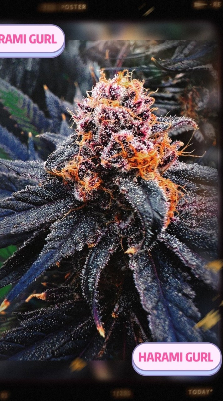 Haramigurl420 กัญ24.7บางแค