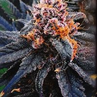 Haramigurl420 กัญ24.7บางแค