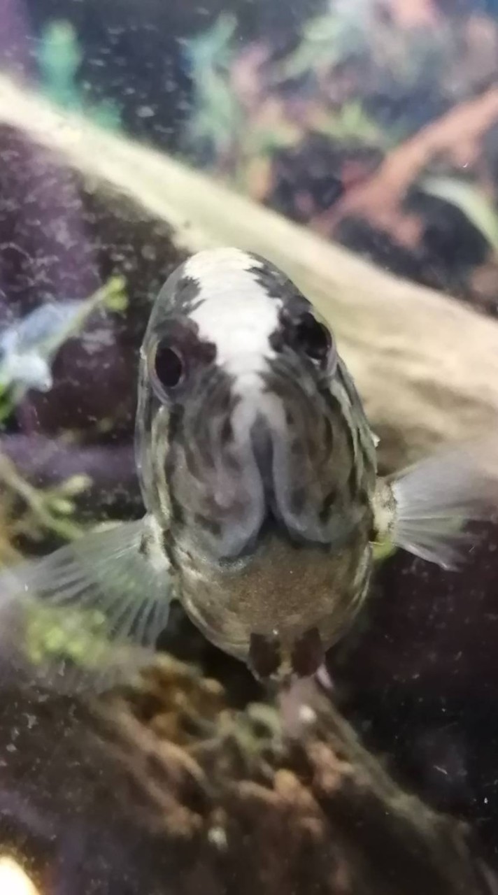 魚好きが集まるオプチャ