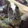 魚好きが集まるオプチャ