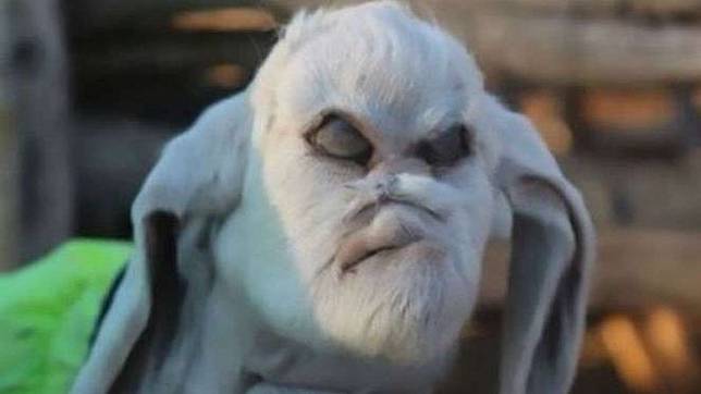 Anak Kambing Berwajah 'Setan' Bikin Takut Warga