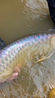 瀧柒水族貿易