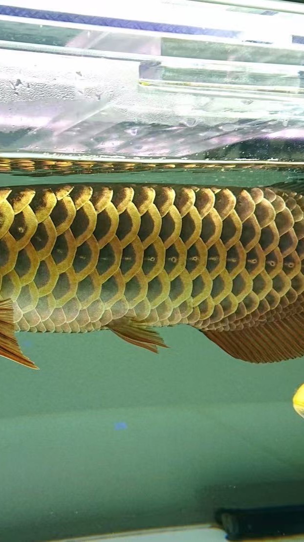 瀧柒水族貿易