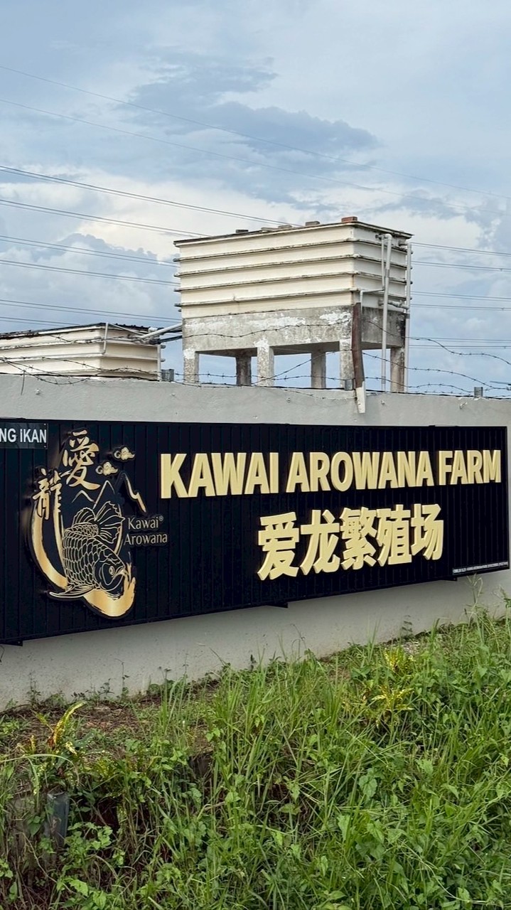 瀧柒KAWAIARO龍魚交流平台