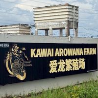 瀧柒KAWAIARO龍魚交流平台