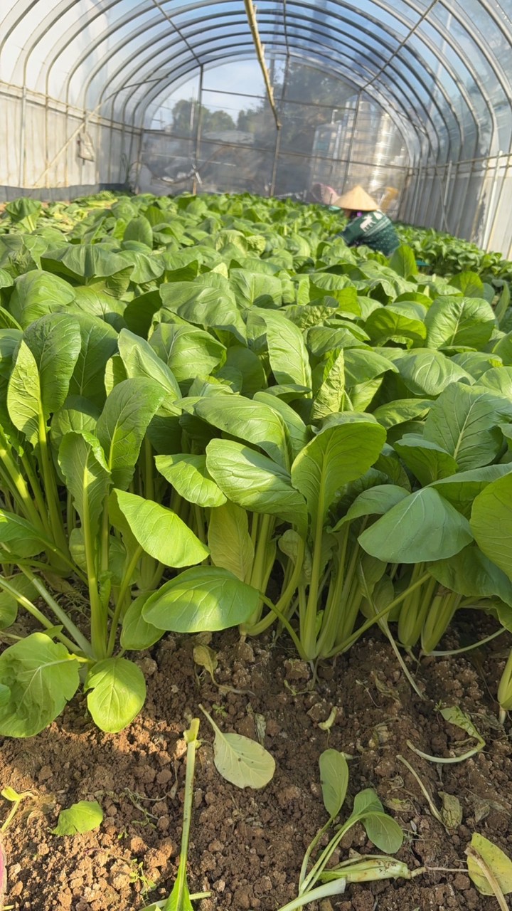 桃園茄苳菜園（賣菜）