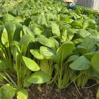 桃園茄苳菜園（賣菜）