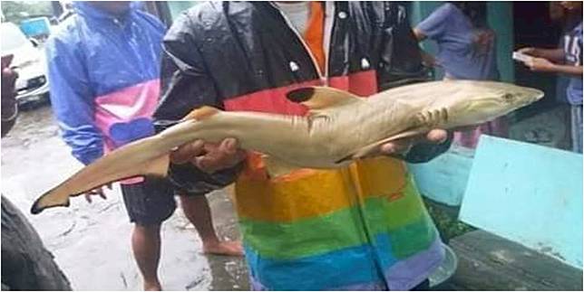 Kumpulan Kolase Ikan Hiu HD Terbaik