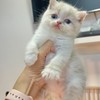 นุดคือทาส - Teddy Cats