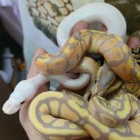金鐵水族寵物討論區