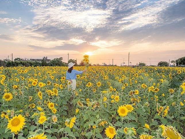 景點 全台向日葵花海top5 夏季必賞壯觀又好拍