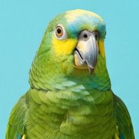 鸚鵡聚場