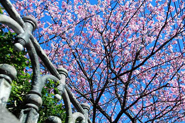 陽明山平菁街櫻花 / 圖片來源：欣傳媒資料庫