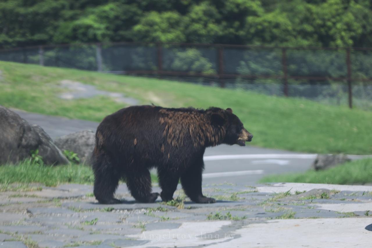 九州自然野生動物園 1346