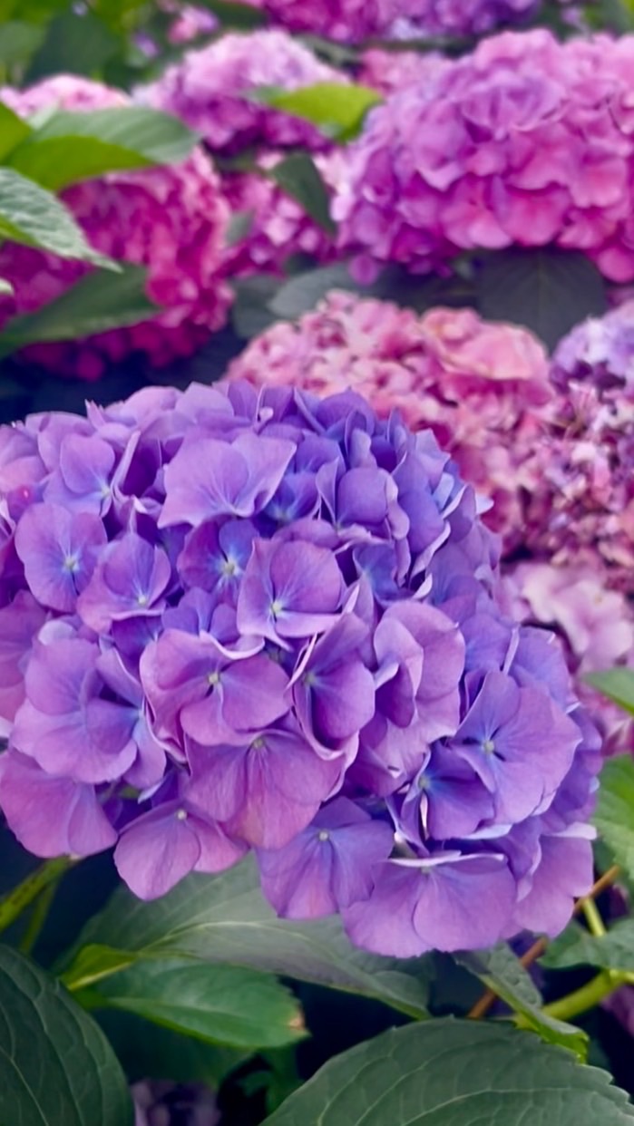 ❤️115/6/11慧青滿珍 杉林溪+溪頭3日