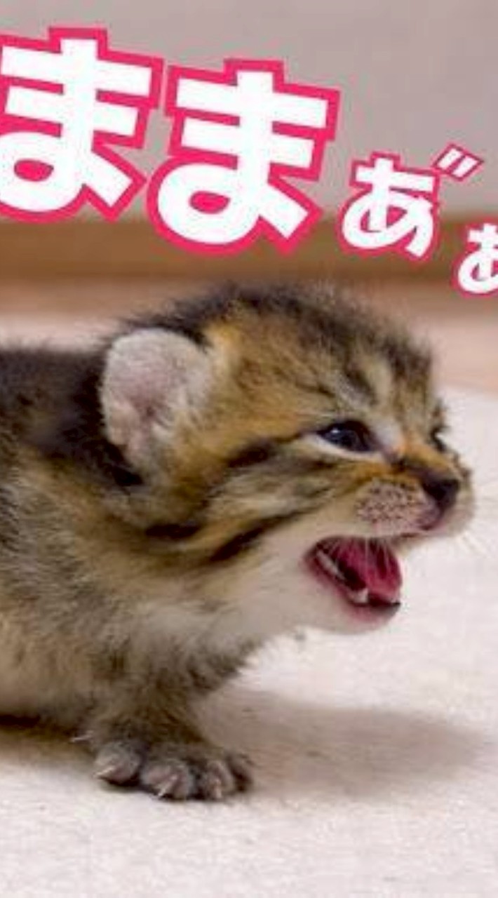仲良しオプチャ障がい者健常者のみんなの雑談