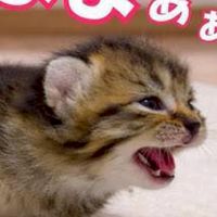 仲良しオプチャ障がい者健常者のみんなの雑談