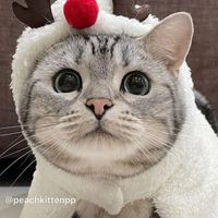 貓咪高雄聊天室