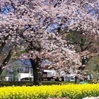 SSTP湘南 秦野戸川　さくらカップ