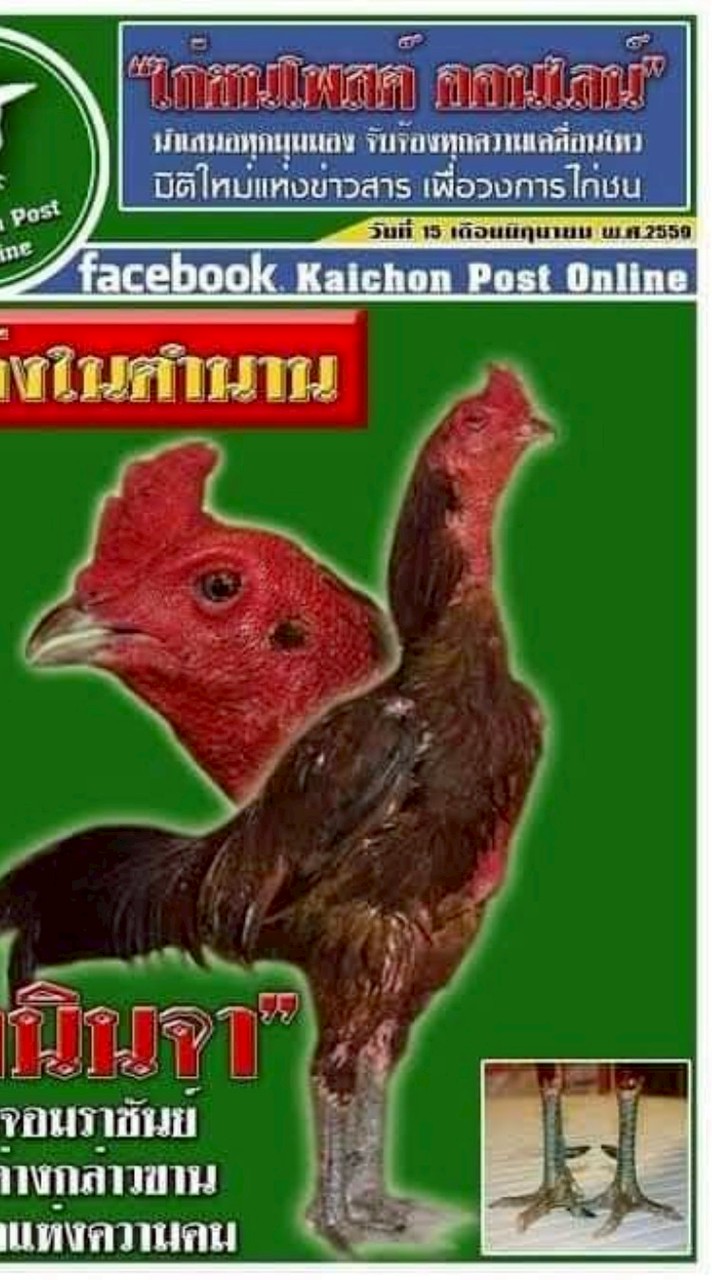 สัมฤทธิ์ ไก่ชน