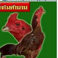 สัมฤทธิ์ ไก่ชน