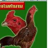 สัมฤทธิ์ ไก่ชน