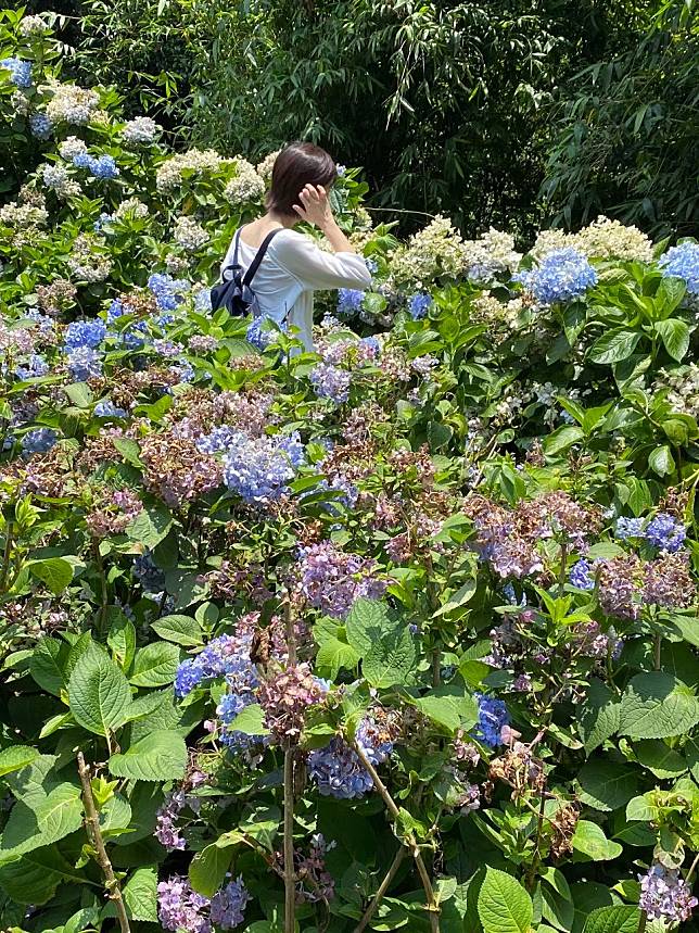 圖片提供/Lisa Wang