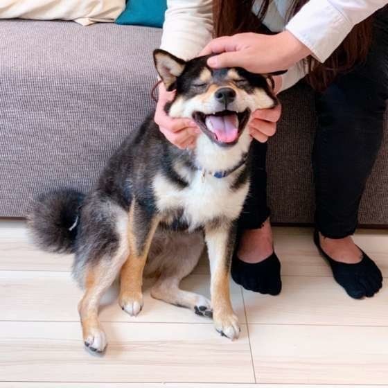 犬が一緒にいたくなる人 ってどんな人