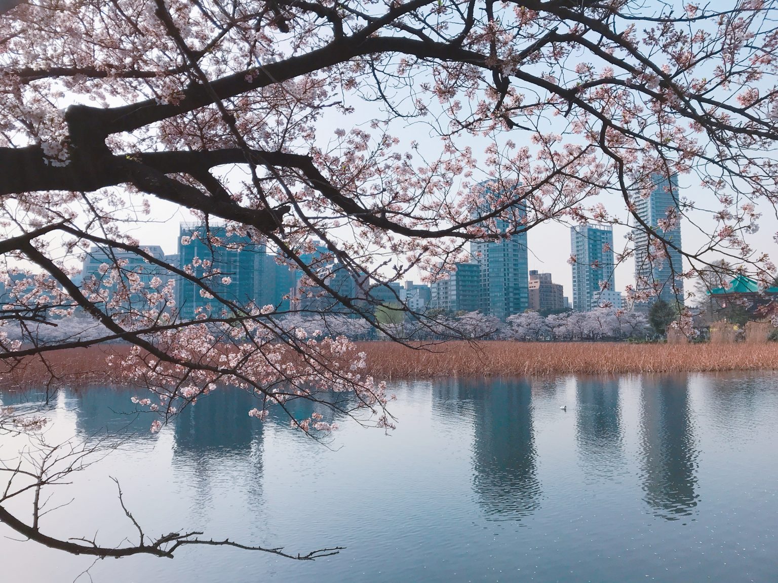 校園、墓園才是東京人賞櫻秘境？上野公園周遭三大櫻花祭熱點