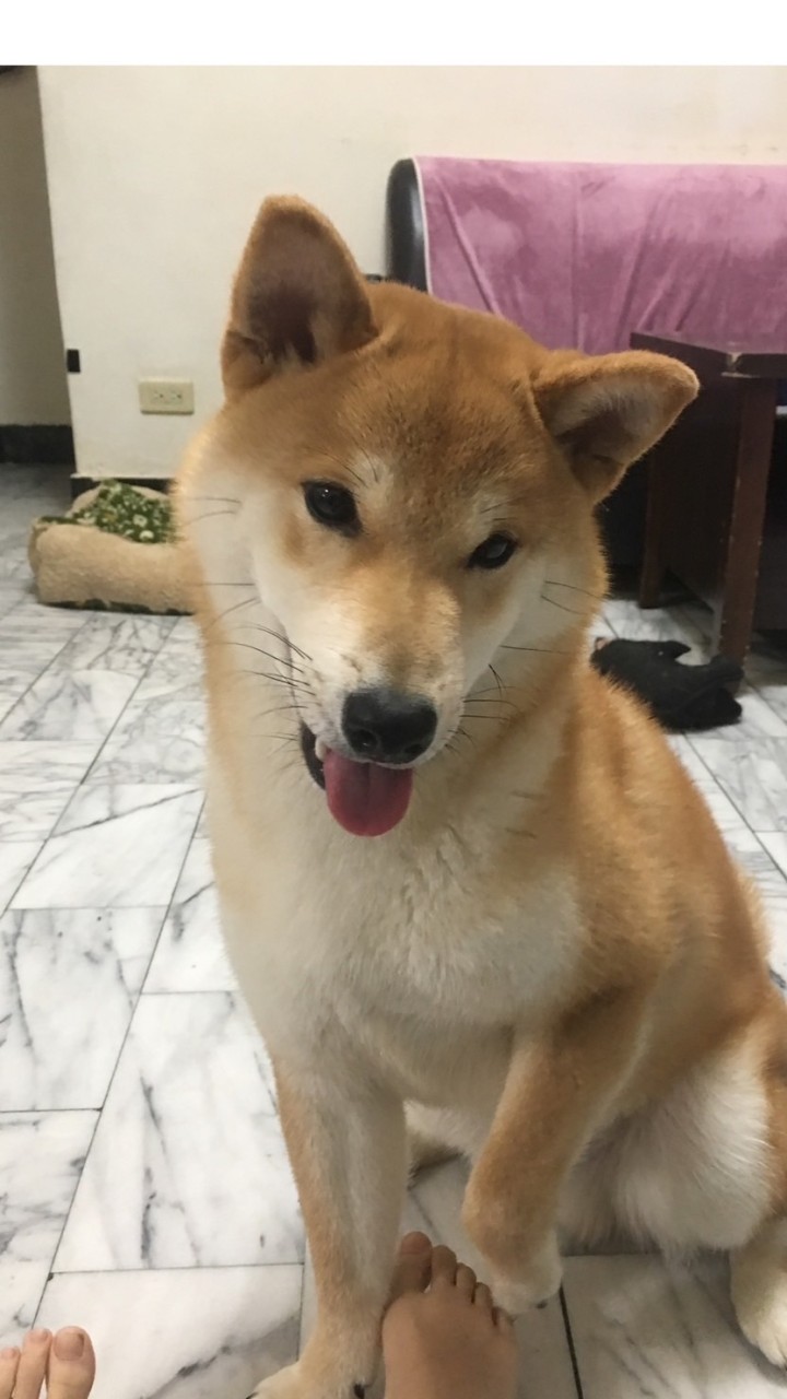 寵物社團‼️