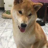 寵物社團‼️