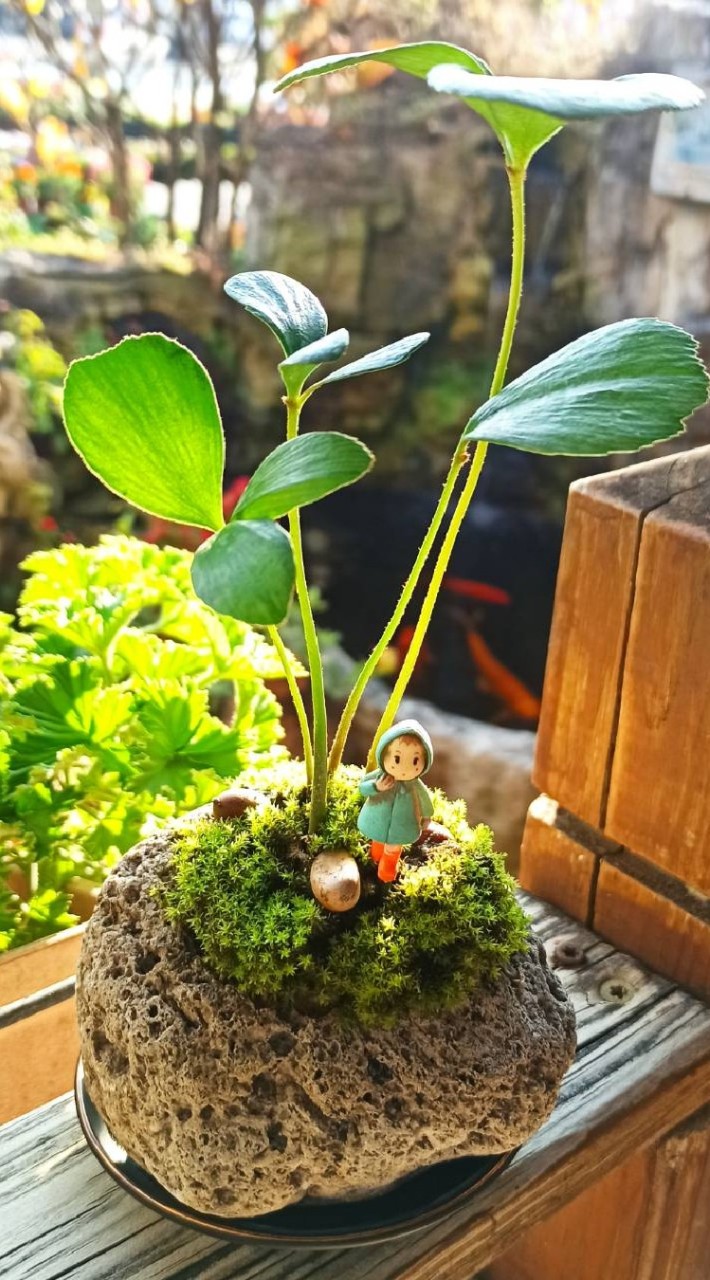 療癒系植栽