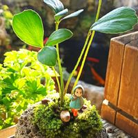 療癒系植栽