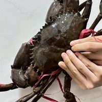 找蟹🦀達人