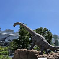 Xanaduキノコ